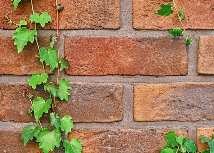 ivy branches on an old red brick wall. horizontal frame, idea for decorating space at home or studio, background with decorative plants for decoration